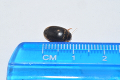 Thermonectus basillaris
