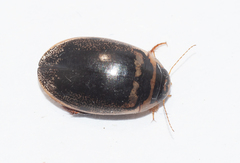 Thermonectus basillaris