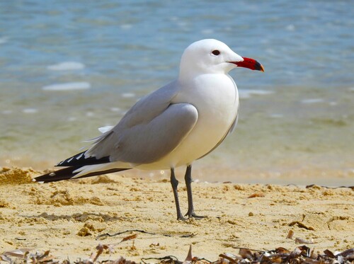 Foto de Audouin's Gull