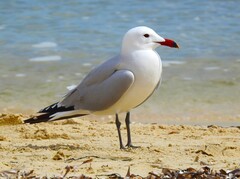 Audouin's Gull photo 4