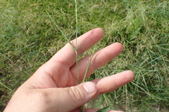 Urochloa platyphylla