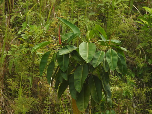 Ficus hesperidiiformis observed 2024-10-27