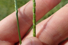 Urochloa platyphylla