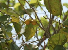 Ficus benjamina comosa
