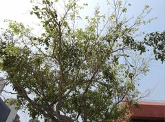 Ficus benjamina comosa