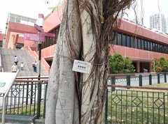 Ficus benjamina comosa