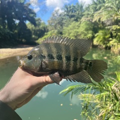 Lyon's Cichlid photo 2