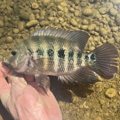 Lyon's Cichlid photo 1