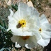 Argemone polyanthemos - Photo (c) John,  זכויות יוצרים חלקיות (CC BY-NC)