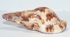 Charonia variegata