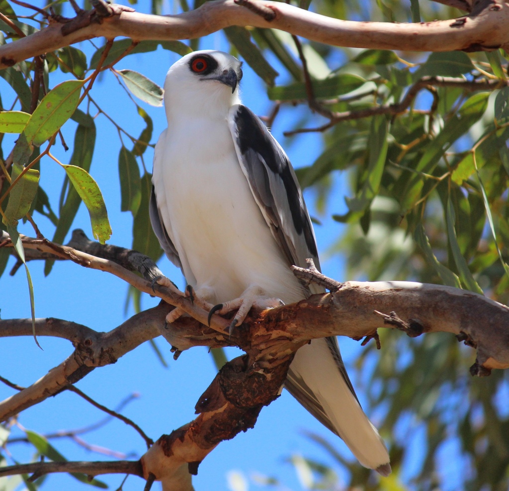Letter-Winged Kite