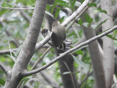 Picumnus olivaceus