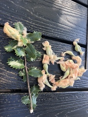 Heteroecus dasydactyli