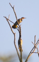 Colaptes auratus auratus