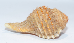 Ranularia cynocephala