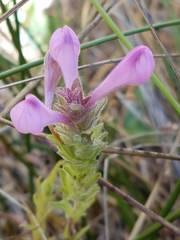 Orthocarpus bracteosus