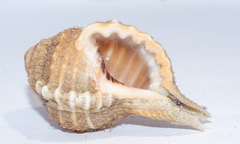 Ranularia cynocephala