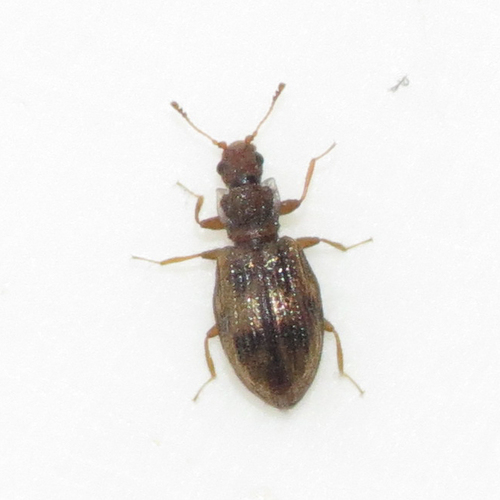 Cartodere bifasciata, photo 4 of 7