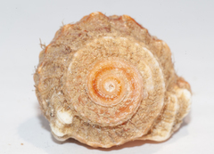 Ranularia cynocephala