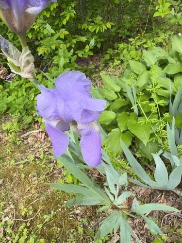 Image of Iris pallida by (c) Bryson Hicks, some rights reserved (CC BY-SA)