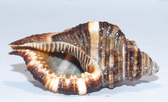 Monoplex pilearis