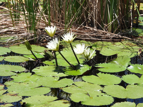 Image of Nymphaea ampla by (c) Aarón Sandoval, some rights reserved (CC BY-SA)