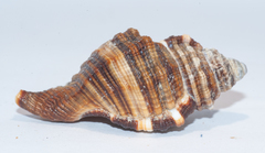 Monoplex pilearis