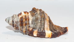 Monoplex pilearis