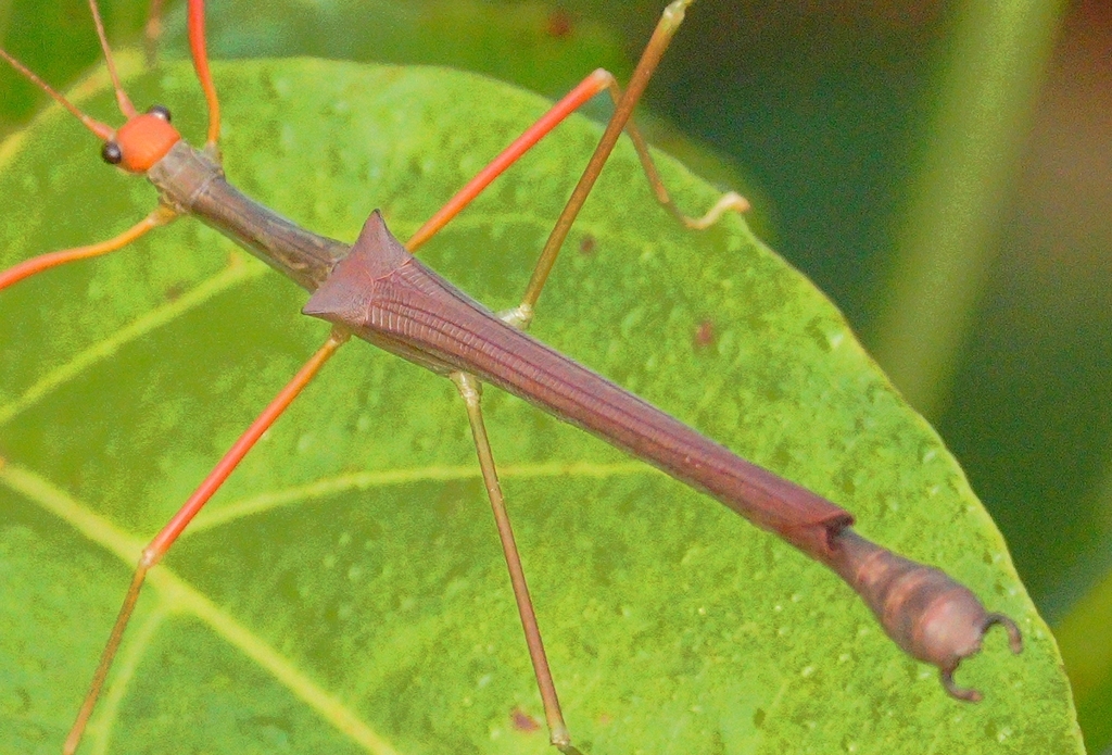 Marmessoidea caryophyllea