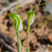 Pterostylis nana - Photo (c) Andrew Dilley, μερικά δικαιώματα διατηρούνται (CC BY-NC), uploaded by Andrew Dilley