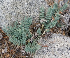 Pellaea bridgesii