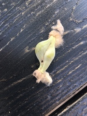 Heteroecus dasydactyli