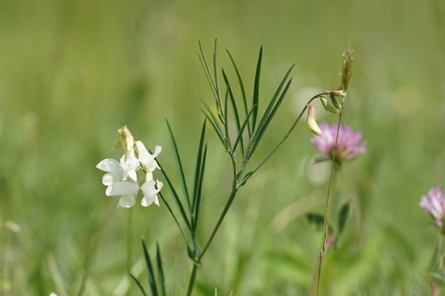 Image of Lathyrus pannonicus by (c) Sylvain Montagner, some rights reserved (CC BY)