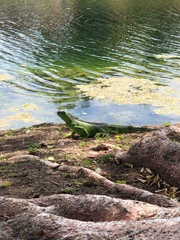 Iguana iguana