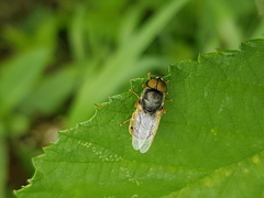 Odontomyia ornata