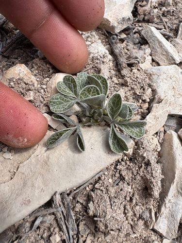 Paria River Indian breadroot (Pediomelum pariense)