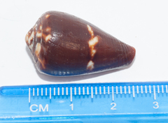 Conus guanahacabibensis