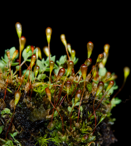 Entosthodon attenuatus observed 2025-05-05