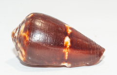 Conus guanahacabibensis