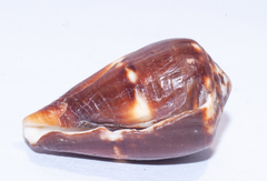 Conus guanahacabibensis