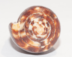 Conus guanahacabibensis