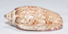 Oliva reticularis