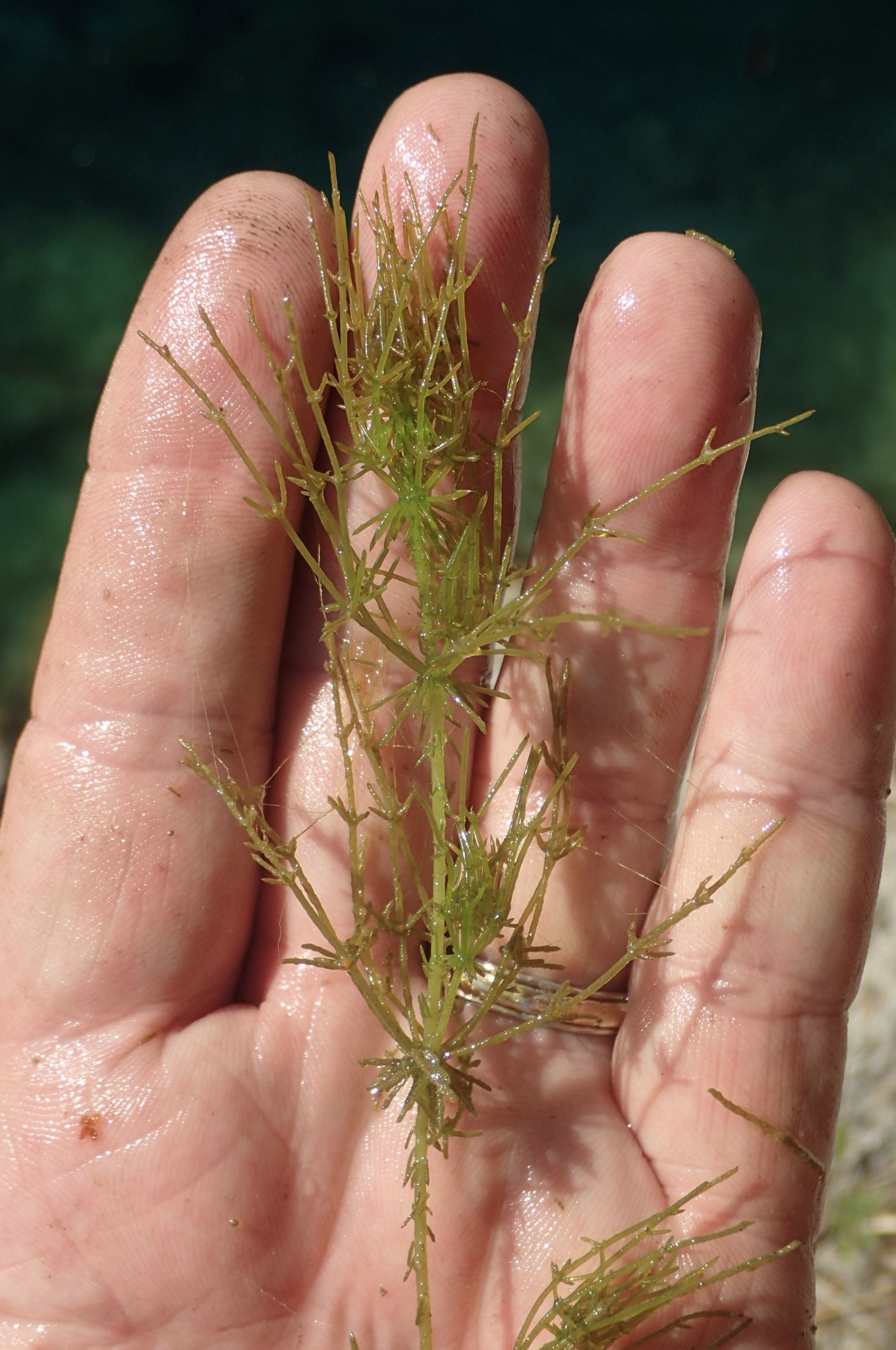Chara hornemannii