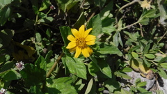 Sphagneticola trilobata