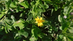 Sphagneticola trilobata