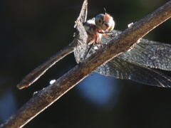 Micrathyria hypodidyma