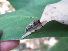 Aegomorphus brunnescens