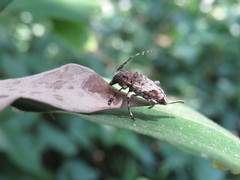 Aegomorphus brunnescens