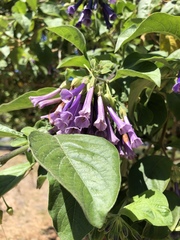 Iochroma cyaneum