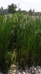 Typha domingensis